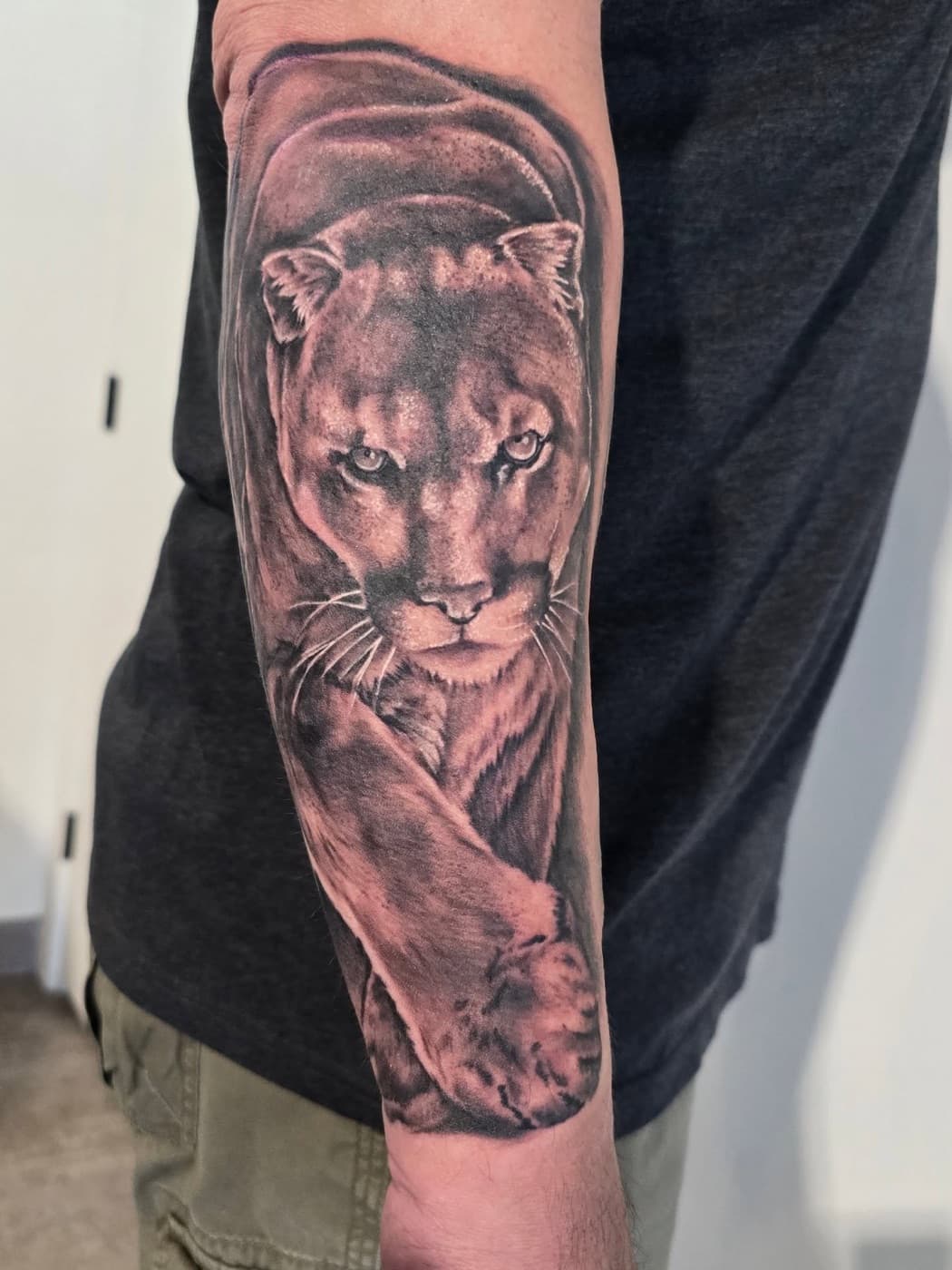 Cougar walking forward out of the shading, black and grey down a forearm