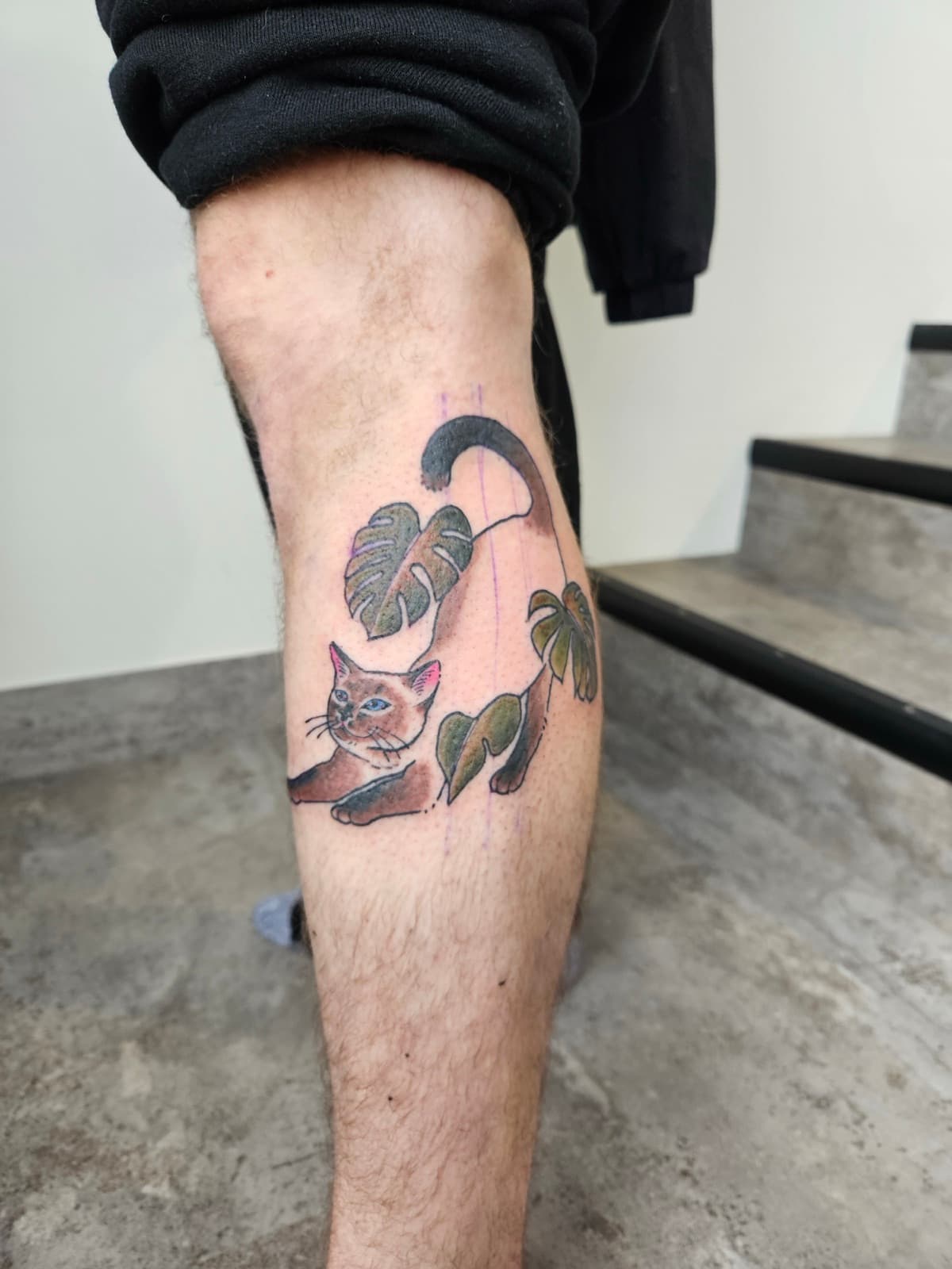 Siamese cat stretched out among monstera leaves, colour on the back of the calf